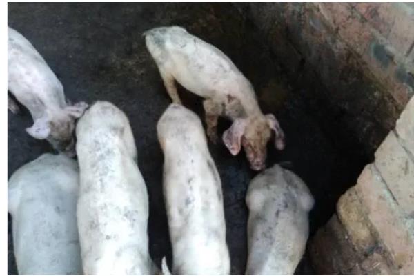 猪拉稀用哪种药，选择止泻药