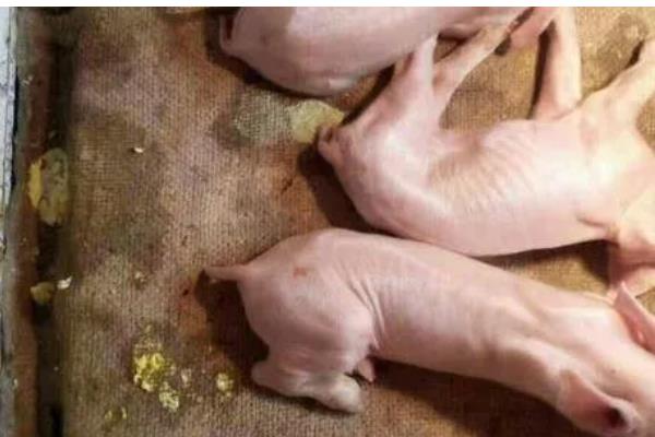 猪拉稀用哪种药，选择止泻药