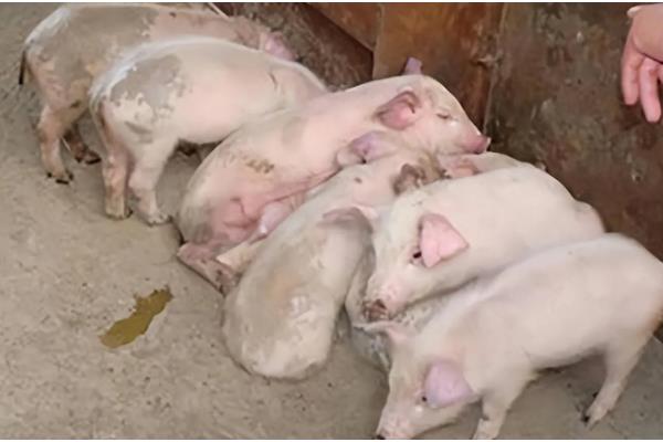 猪拉稀用哪种药，选择止泻药