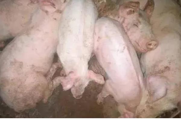 猪拉稀用哪种药，选择止泻药