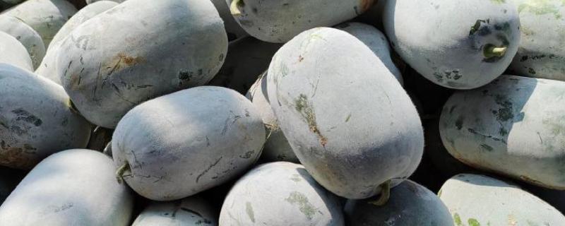 水果冬瓜与普通冬瓜有哪些区别，种植方法、外观、大小等方面都不同