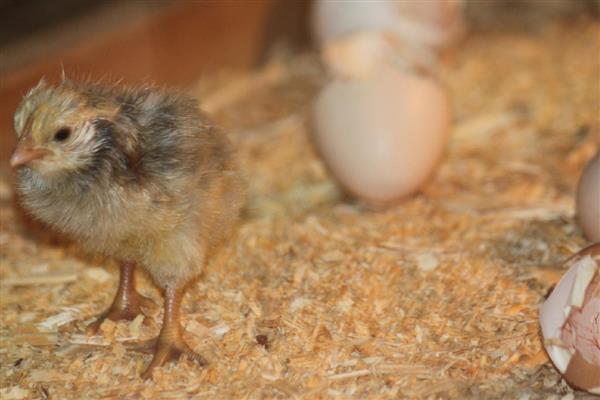 鸡胚的适宜孵化温度，是37-38℃