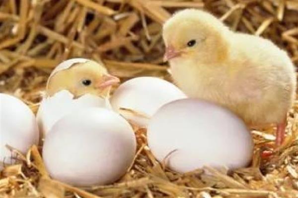 鸡胚的适宜孵化温度，是37-38℃