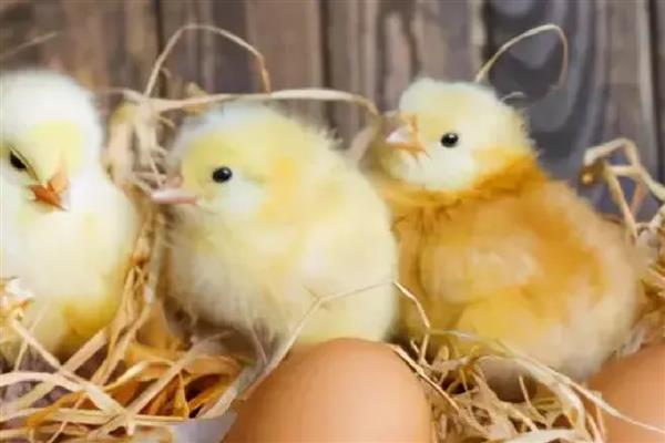 鸡胚的适宜孵化温度，是37-38℃
