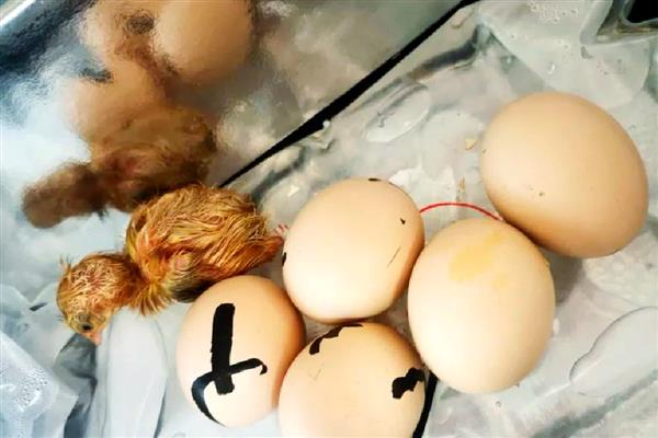 鸡胚的适宜孵化温度，是37-38℃