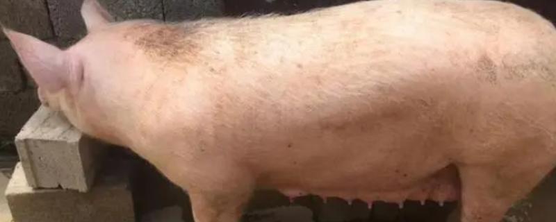 母猪发情不静立可以配种吗，不宜进行配种