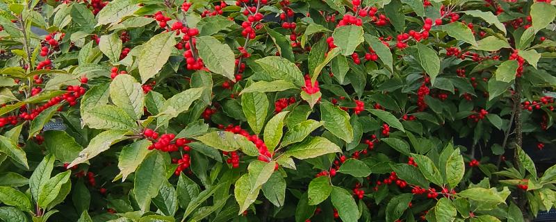 北美冬青的养殖方法，适宜生长在湿润的环境中