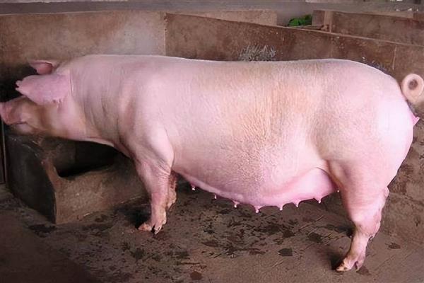 母猪发情不静立可以配种吗，不宜进行配种