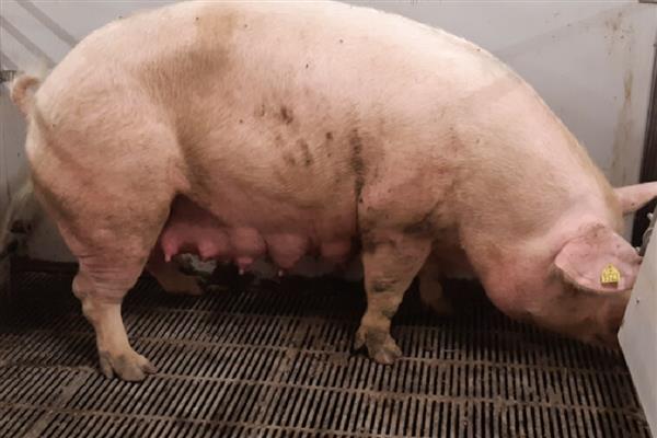 母猪发情不静立可以配种吗，不宜进行配种