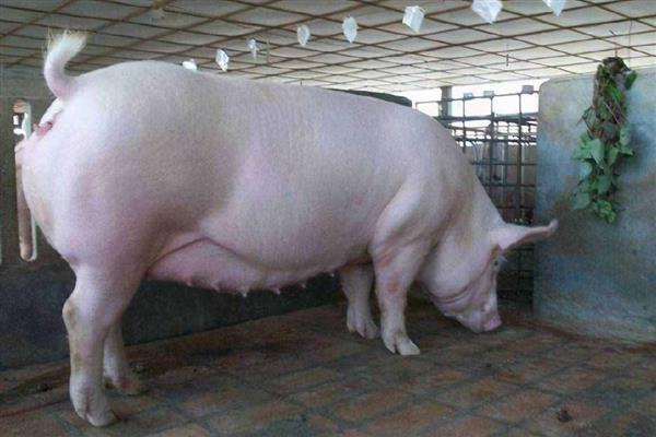 母猪发情不静立可以配种吗，不宜进行配种