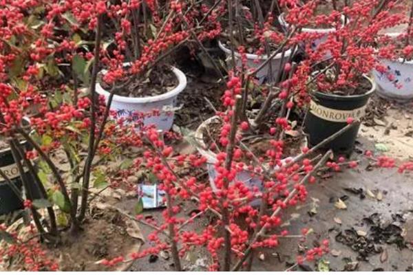 北美冬青的养殖方法，适宜生长在湿润的环境中