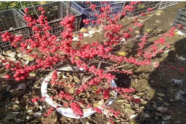 北美冬青的养殖方法，适宜生长在湿润的环境中