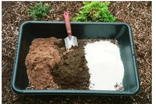 北美冬青的养殖方法，适宜生长在湿润的环境中