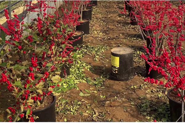 北美冬青的养殖方法，适宜生长在湿润的环境中