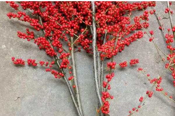 北美冬青的养殖方法，适宜生长在湿润的环境中