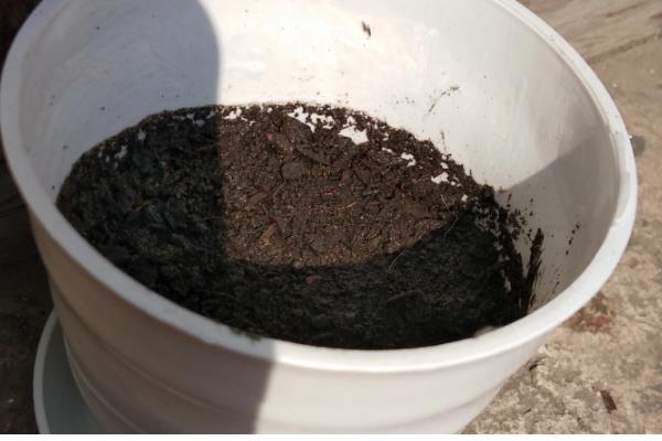 北美冬青的养殖方法，适宜生长在湿润的环境中