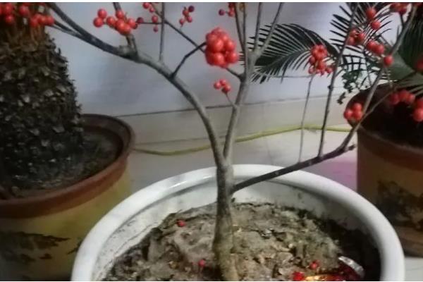 北美冬青的养殖方法，适宜生长在湿润的环境中