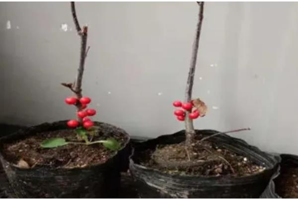 北美冬青的养殖方法，适宜生长在湿润的环境中