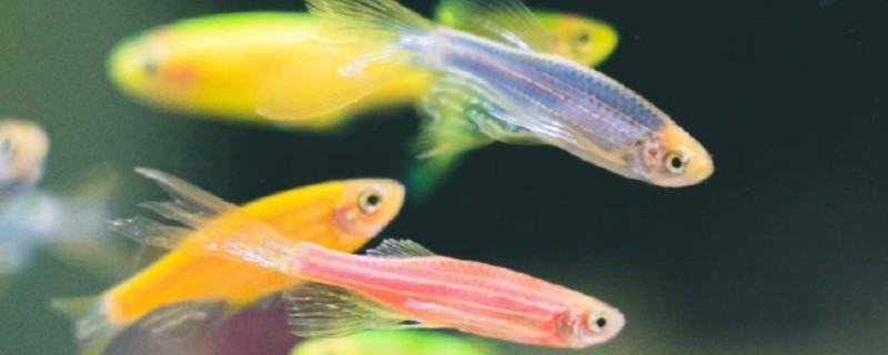 孔雀鱼与斑马鱼一起养能不能自然繁殖，只能与同类繁殖不可以杂交