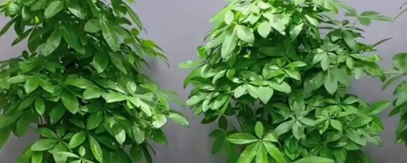 招财树掉叶子如何处理，气温较高时要养在通风透气的地方