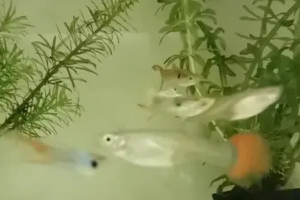 孔雀鱼与斑马鱼一起养能不能自然繁殖,只能与同类繁殖不可以杂交