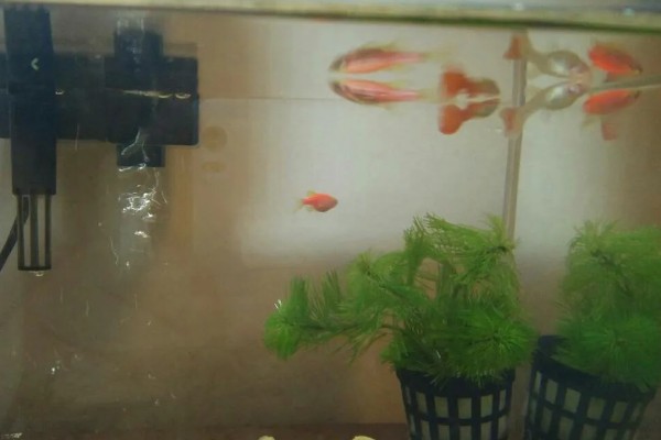 孔雀鱼与斑马鱼一起养能不能自然繁殖,只能与同类繁殖不可以杂交