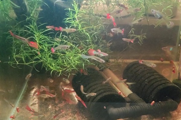 孔雀鱼与斑马鱼一起养能不能自然繁殖,只能与同类繁殖不可以杂交