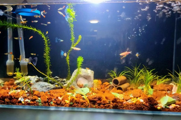 孔雀鱼与斑马鱼一起养能不能自然繁殖,只能与同类繁殖不可以杂交