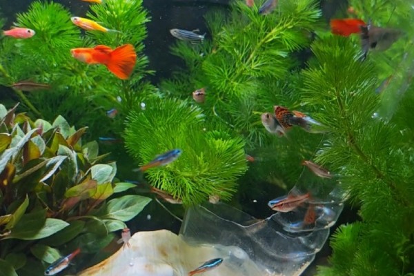 孔雀鱼与斑马鱼一起养能不能自然繁殖,只能与同类繁殖不可以杂交