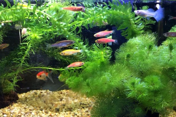 孔雀鱼与斑马鱼一起养能不能自然繁殖,只能与同类繁殖不可以杂交