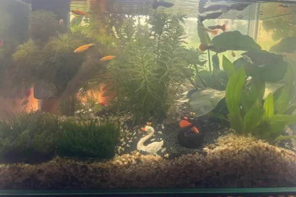 孔雀鱼与斑马鱼一起养能不能自然繁殖,只能与同类繁殖不可以杂交