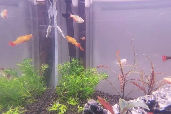 孔雀鱼与斑马鱼一起养能不能自然繁殖,只能与同类繁殖不可以杂交