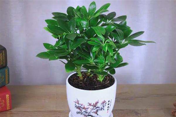 招财树掉叶子如何处理,气温较高时要养在通风透气的地方