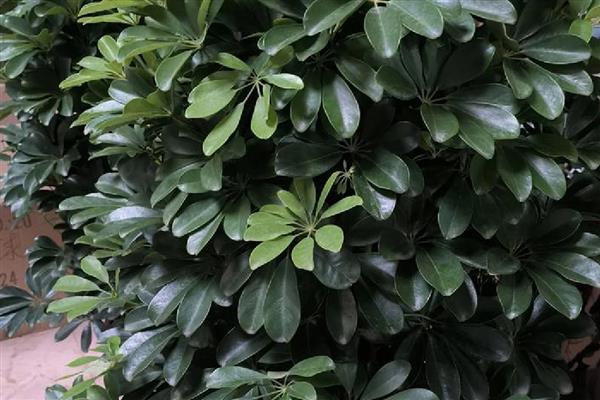 招财树掉叶子如何处理,气温较高时要养在通风透气的地方