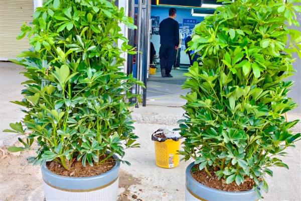 招财树掉叶子如何处理,气温较高时要养在通风透气的地方