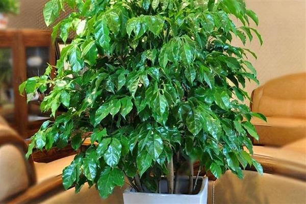 招财树掉叶子如何处理,气温较高时要养在通风透气的地方