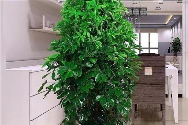 招财树掉叶子如何处理,气温较高时要养在通风透气的地方