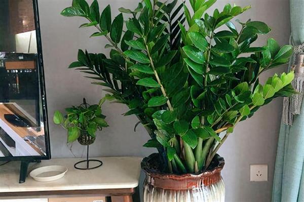 招财树掉叶子如何处理,气温较高时要养在通风透气的地方