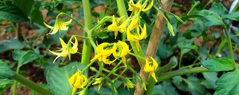 番茄花期用哪种叶面肥，喷含有较多氮磷钾的水溶性肥料