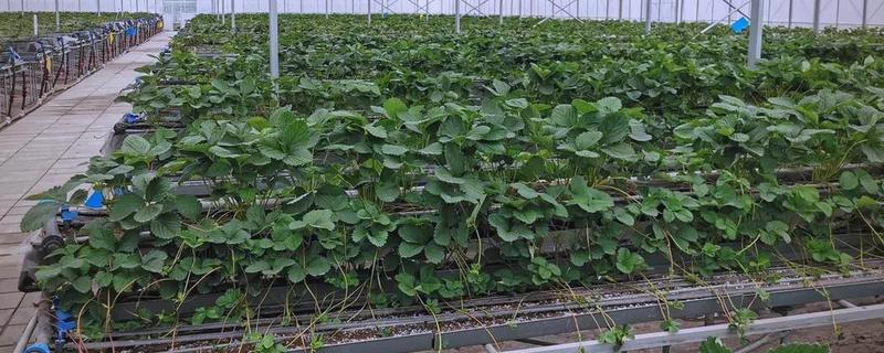 草莓苗移栽几天能晒太阳，过3至5天再让它晒太阳