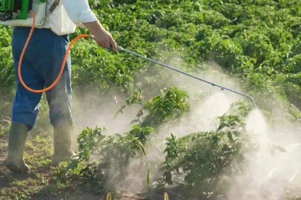 番茄花期用哪种叶面肥，喷含有较多氮磷钾的水溶性肥料