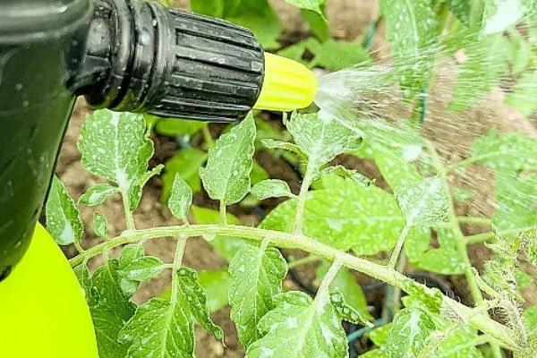 番茄花期用哪种叶面肥，喷含有较多氮磷钾的水溶性肥料