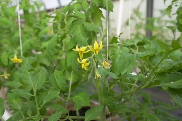 番茄花期用哪种叶面肥，喷含有较多氮磷钾的水溶性肥料
