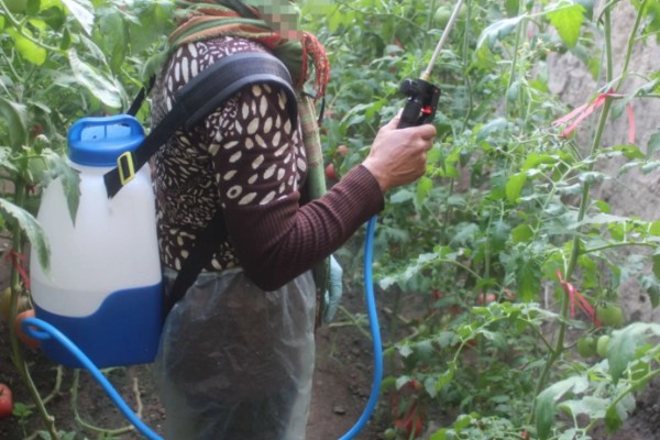 番茄花期用哪种叶面肥，喷含有较多氮磷钾的水溶性肥料