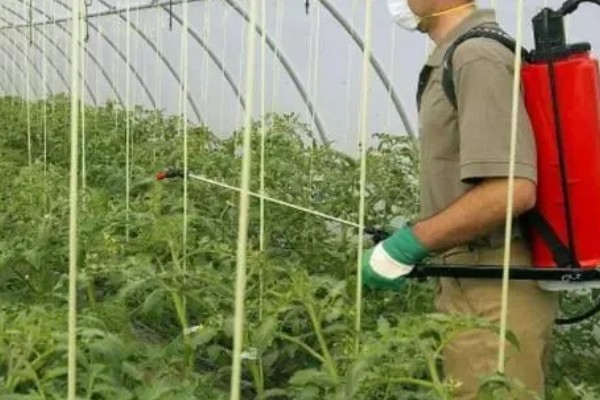 番茄花期用哪种叶面肥，喷含有较多氮磷钾的水溶性肥料