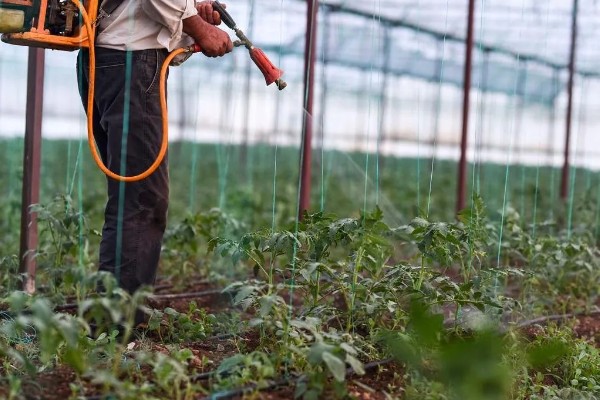 番茄花期用哪种叶面肥，喷含有较多氮磷钾的水溶性肥料