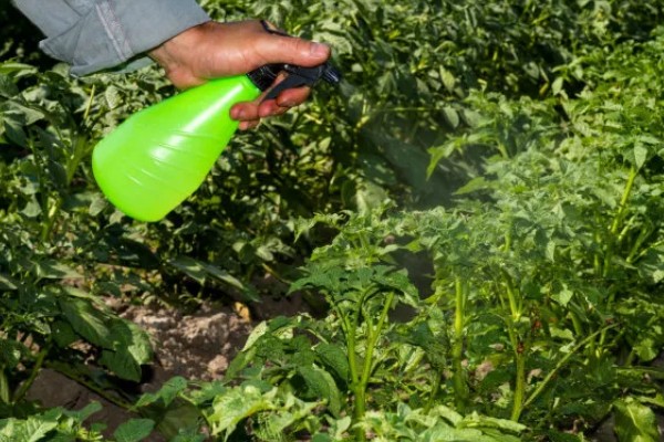 番茄花期用哪种叶面肥，喷含有较多氮磷钾的水溶性肥料