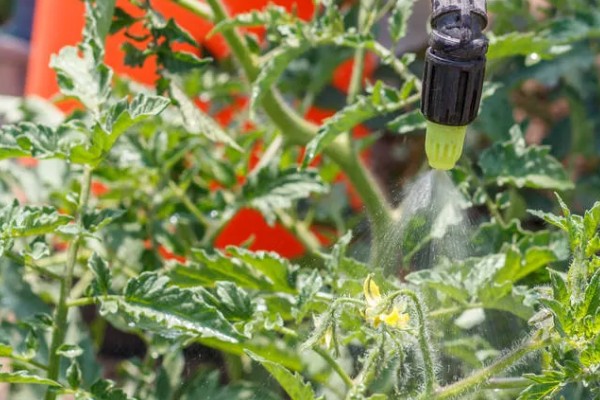 番茄花期用哪种叶面肥，喷含有较多氮磷钾的水溶性肥料