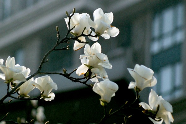 上海市花白玉兰有什么象征，代表勃勃生机等含义