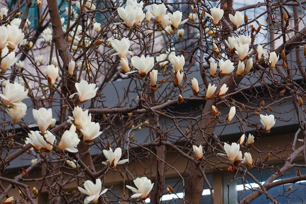 上海市花白玉兰有什么象征，代表勃勃生机等含义